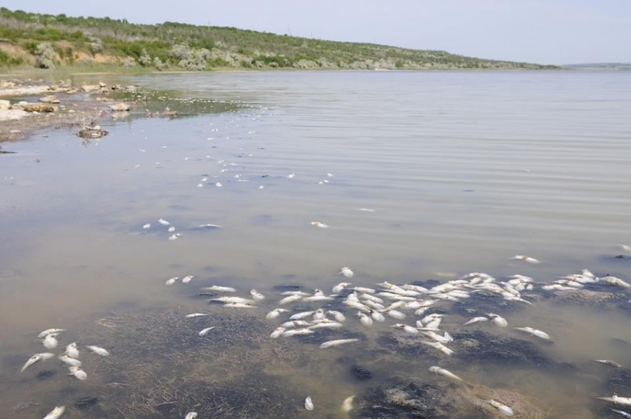 Экологи обвиняют фермеров в массовой гибели рыбы в Тилигульском лимане Одесской области