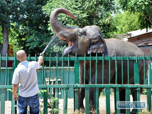 Одесский зоопарк ждет в этом году нового слона и полосатых гиен