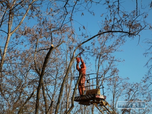 Коммунальщики подрезают деревья на Трассе здоровья в Одессе (фото)