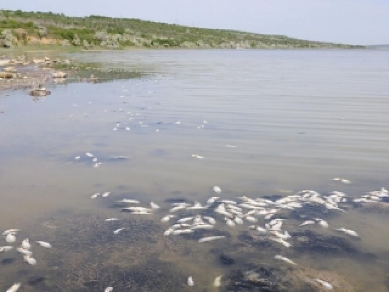 Массовая гибель рыбы в Тилигульском лимане Одесской области произошла из-за цветения водорослей