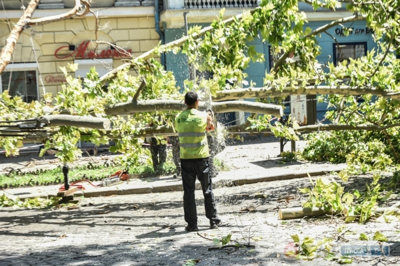 Дерево упало на провода и остановило движение троллейбусов в центре Одессы