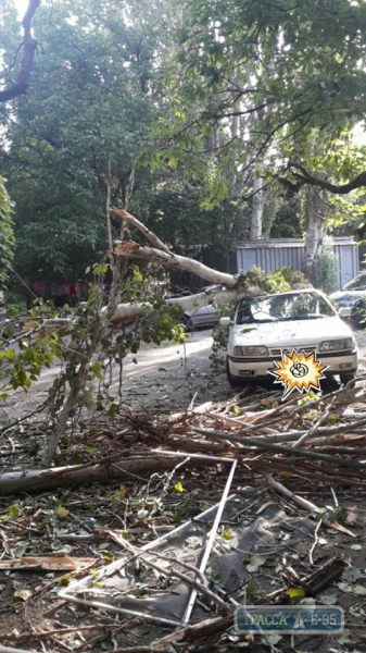 Огромное дерево упало на автомобиль в Одессе (фото)