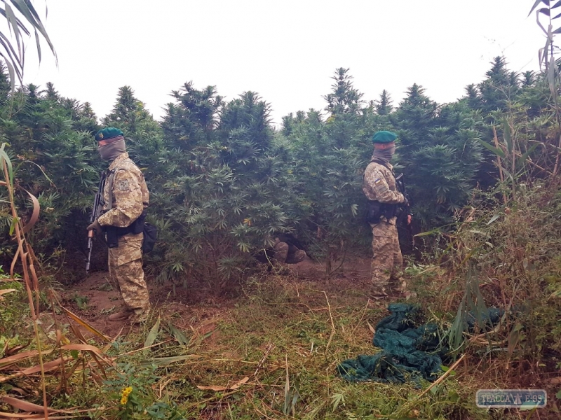 Пограничники нашли плантации конопли на территории бывшего рыбколхоза