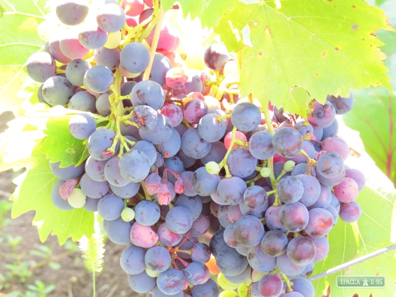 Богатейший урожай винограда в Болградском районе остался невостребованным