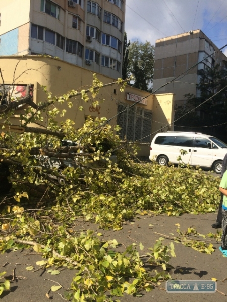 Большое дерево рухнуло, раздавив сразу три машины в Одессе (фото)