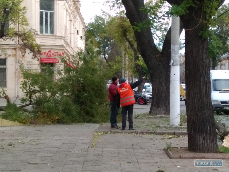 Упавшая из-за урагана ветка остановила движение троллейбусов в Одессе (фото)