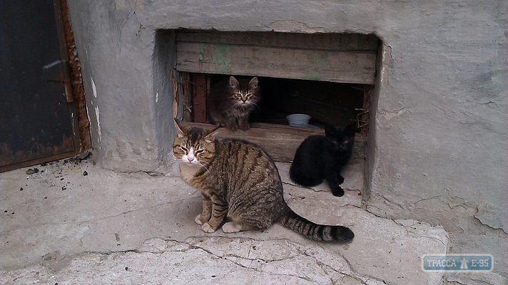 Коммунальные службы откроют одесские подвалы для зимовки бездомных котов