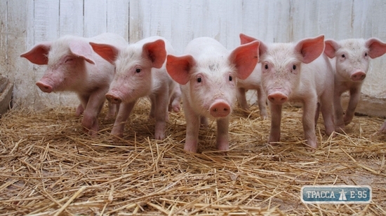 Жителям села в Одесской области, которые препятствовали забою свиней из-за АЧС, возместят убытки