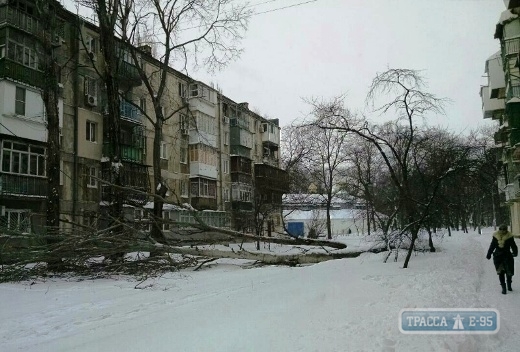 Огромный тополь упал в Одессе (фото)