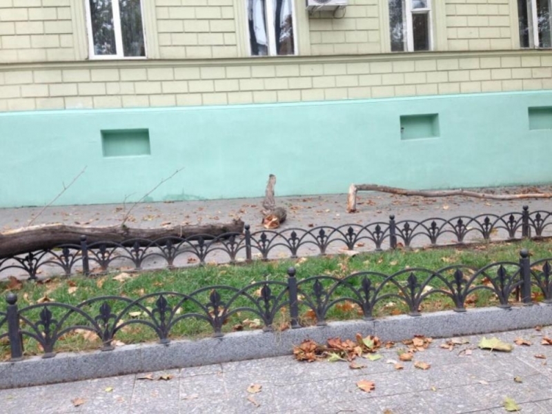 Рухнувшая ветка разбила голову ребенку в центре Одессы (фото)