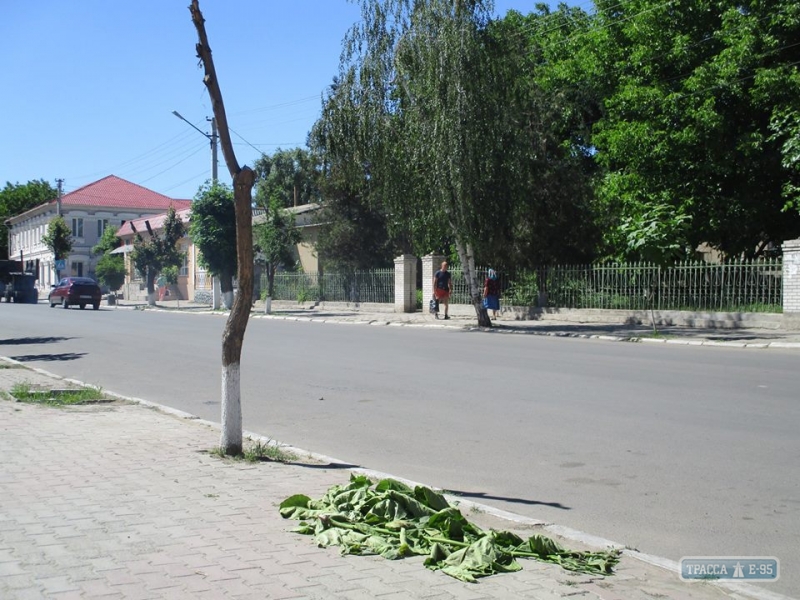 Вандалы повредили в центре Балты дерево счастья – катальпу