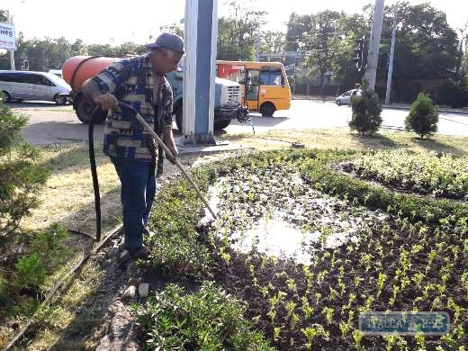 Тысячи летних цветов высадили на городских клумбах Одессы