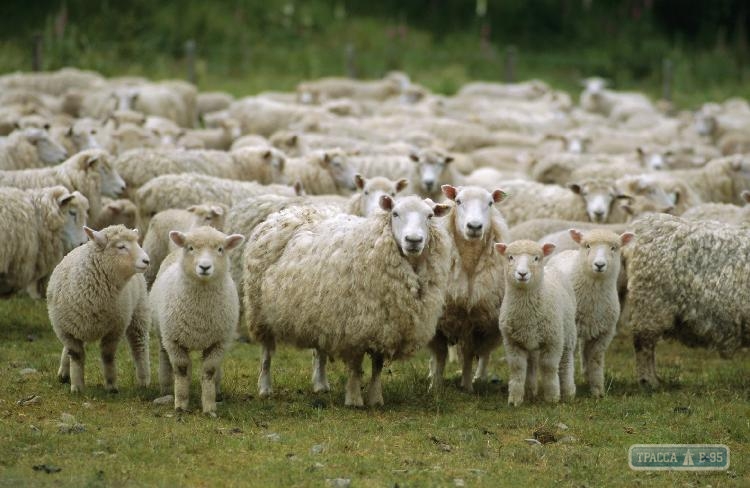 Госпродпотребслужба ужесточила требования к перевозке животных после гибели овец в Одесской области