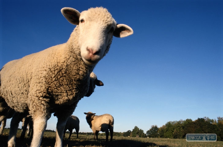 В Одесской области создадут экоферму для овец, которые две недели пробыли в грузовике без еды и воды