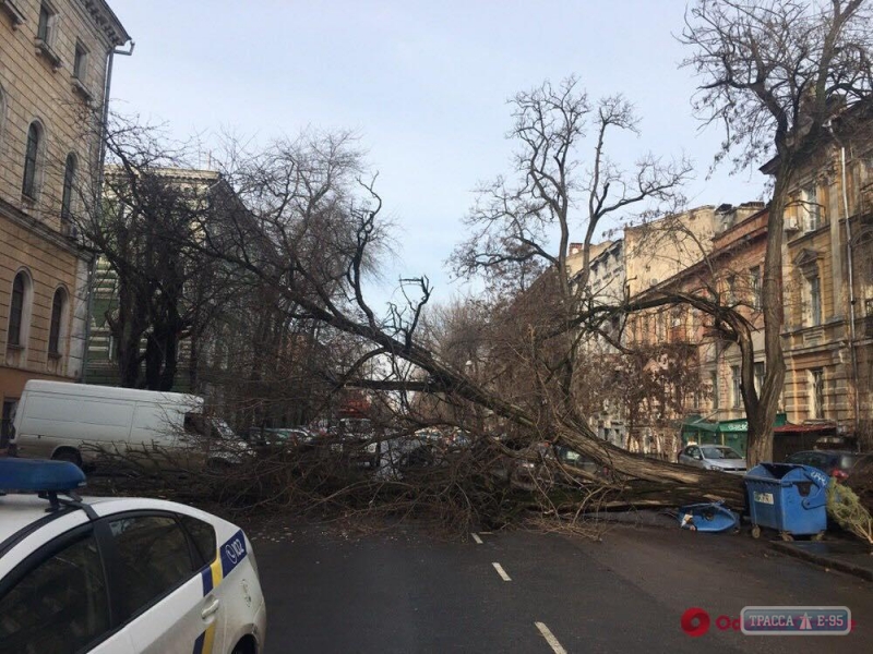 Рухнувшее дерево полностью перекрыло проезд по оживленной улице в центре Одессы (фото)