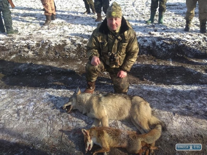 Егери Одесской области сообщают о росте популяции волков и снижении численности лис