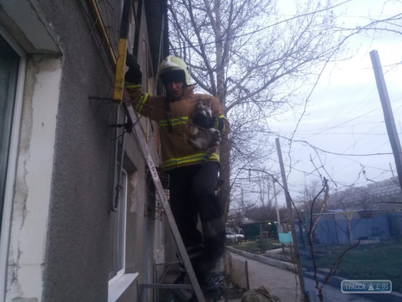 Овидиопольские спасатели сняли кошку с крыши двухэтажного дома