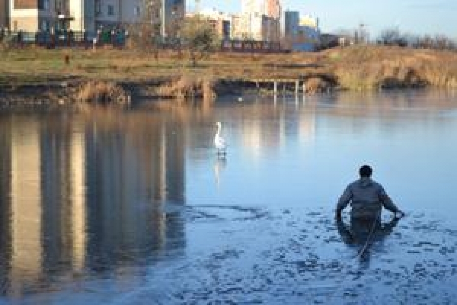 Одесские спасатели вызволили лебедей из замерзшего пруда