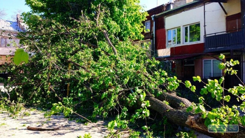 Два дерева упало из-за шквального ветра в Одессе