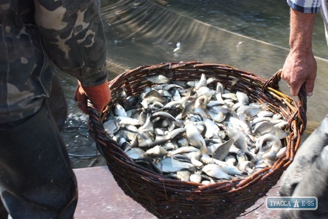 Сто тысяч экземпляров карпа пополнили Кучурганское водохранилище