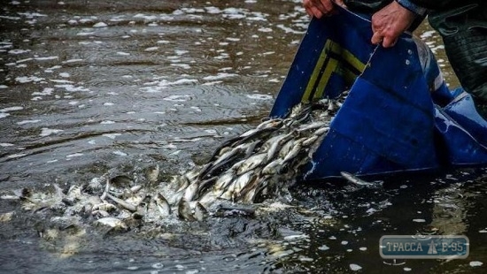 В Кучурганское водохранилище выпустили 600 тысяч мальков рыб