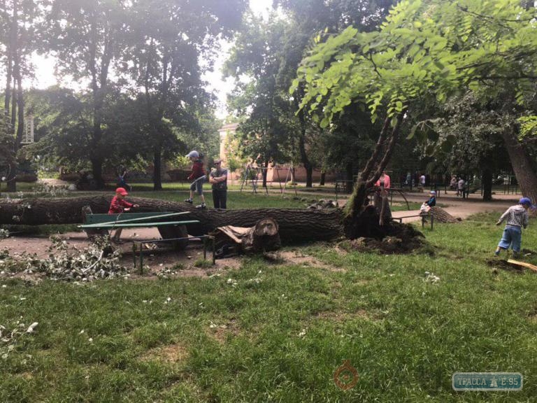 Огромное дерево рухнуло на детскую площадку в Одессе (фото)