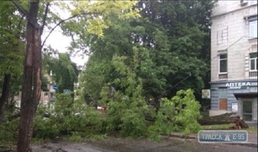 Упавшие от непогоды деревья перекрыли трамвайные пути и проезжую часть (фото)