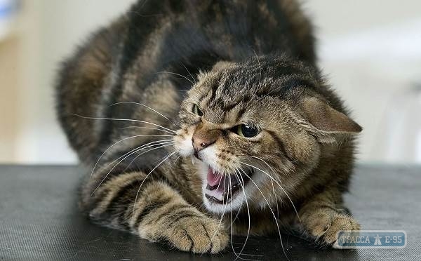 В Белгороде-Днестровском и Затоке объявлен карантин из-за больных бешенством кошек