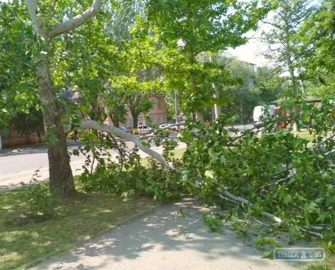 Сильные порывы ветра в Одессе поломали ветки и свалили деревья
