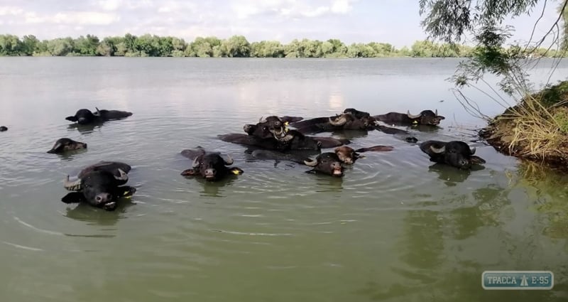 Стадо водяных буйволов принесло потомство на острове Ермаков