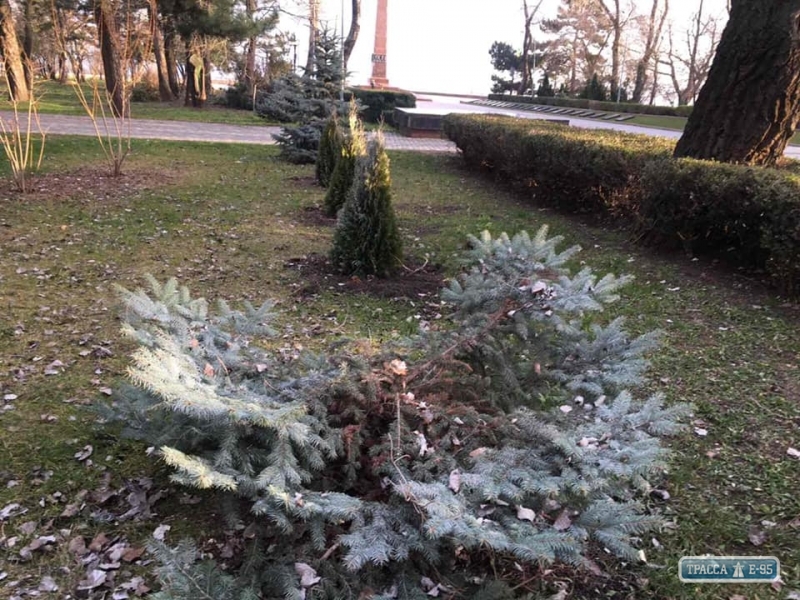 Опубликована полная видеозапись действий вандалов, срубивших голубую ель в парке Шевченко