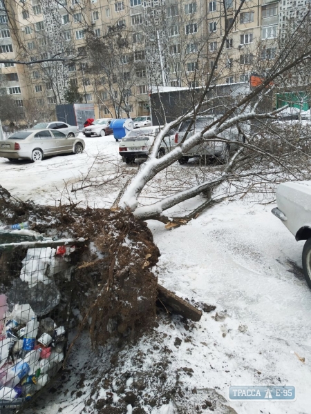 Стихия: в Одессе огромное дерево рухнуло на парковку (фото)