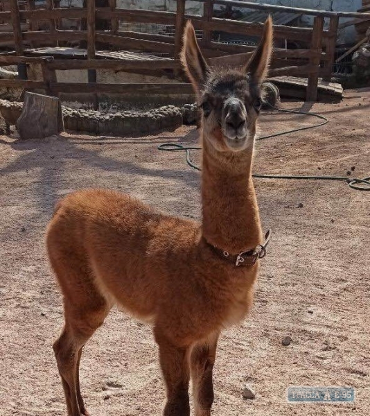 Лама родилась в Одесском зоопарке