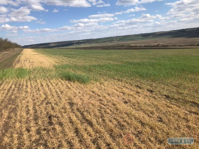 На юге Одесской области засуха уничтожила 75% урожая
