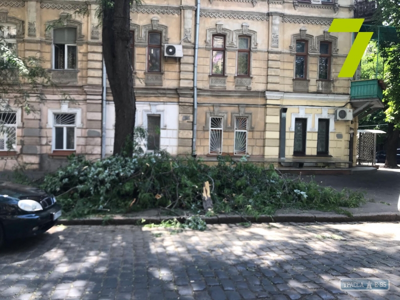 В центре Одессы рухнувшее дерево выбило окно в жилом доме (фото)