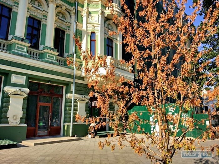 Перед домом Руссова засохли деревья, которые высадил лично Труханов