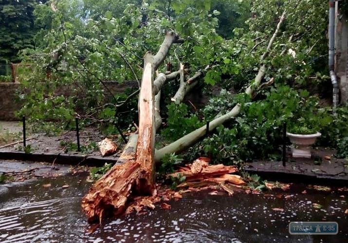 Одессит отсудил у мэрии 86 тысяч за упавшее на его машину дерево