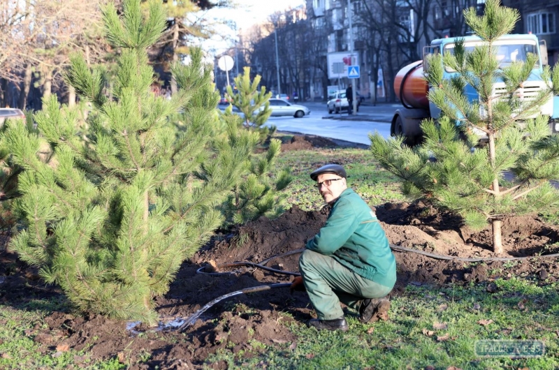 400 сосен высажены в Одессе к Рождеству