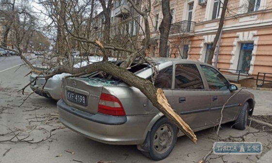 Сильный ветер в Одессе обрушил дерево на припаркованный автомобиль