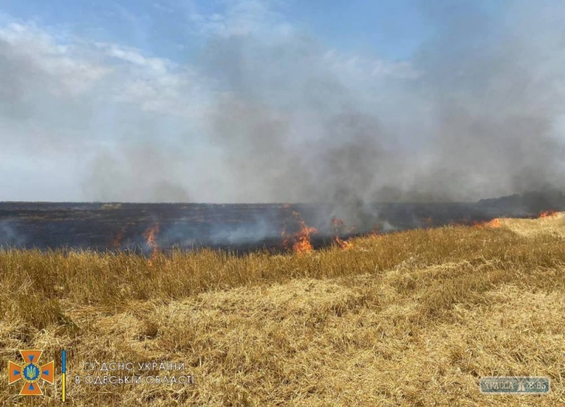 Поле пшеницы уничтожено в Одесской области