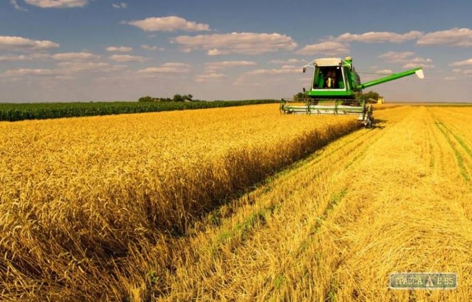 Одесская область стала лидером по намолоту ранних зерновых