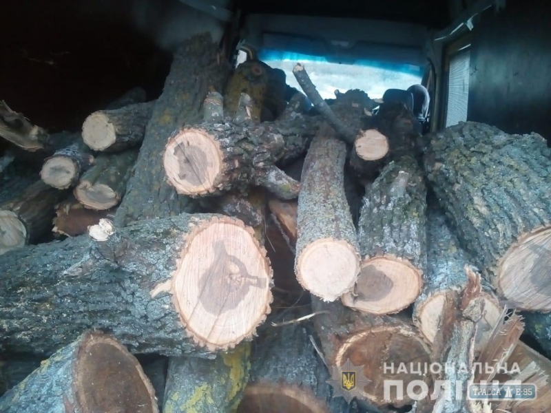 Жители юга Одесской области незаконно срубили сотни деревьев