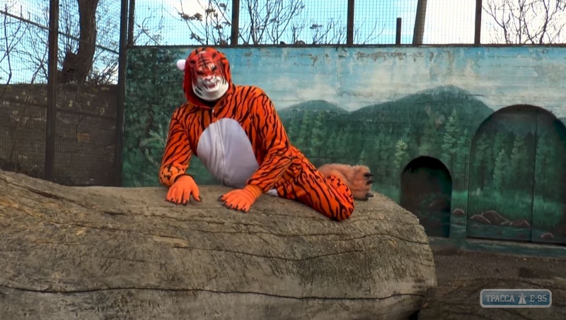 Директор Одесского зоопарка облачился в тигровую шкуру. Видео