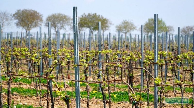 Новый закон простимулировал развитие виноградарства и садоводства