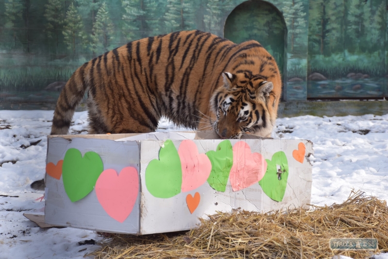 Амурский тигр отметил в Одессе китайский Новый год