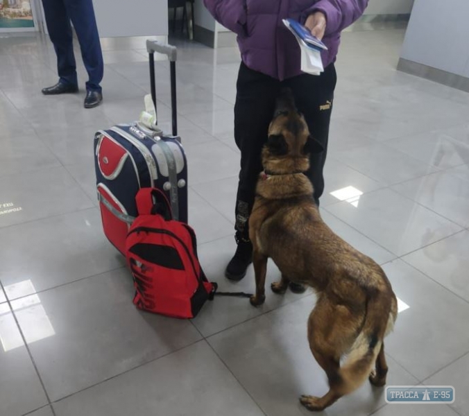 Фифа вынюхала 9 грамм каннибаса у пассажирки в Одесском аэропорту