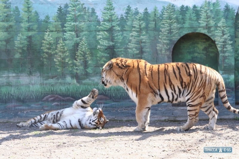 Тигры признаны «парой года» в одесском зоопарке