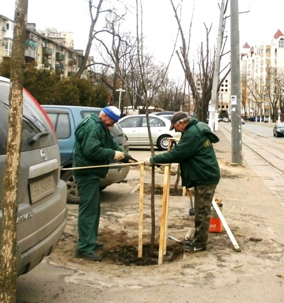 Коммунальщики высаживают в Одессе новые деревья