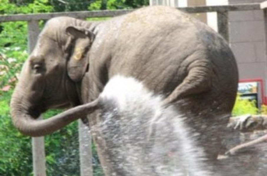 Одесский зоопарк ждет в подарок слона