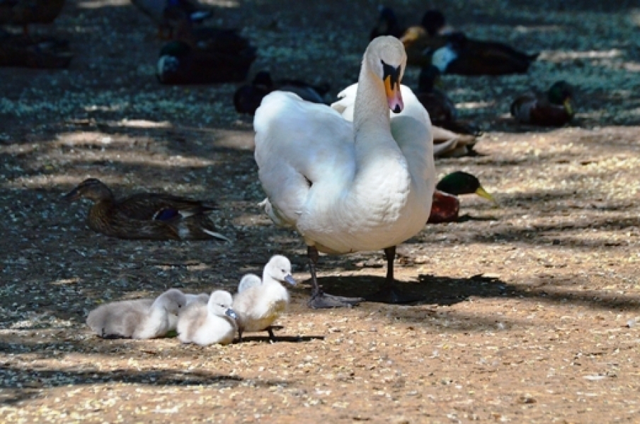 Пять лебедят появились на свет в Одесском зоопарке (фото)